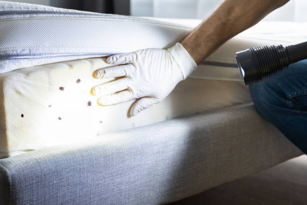 Best Affordable Pest Control Services  in Saline, MI